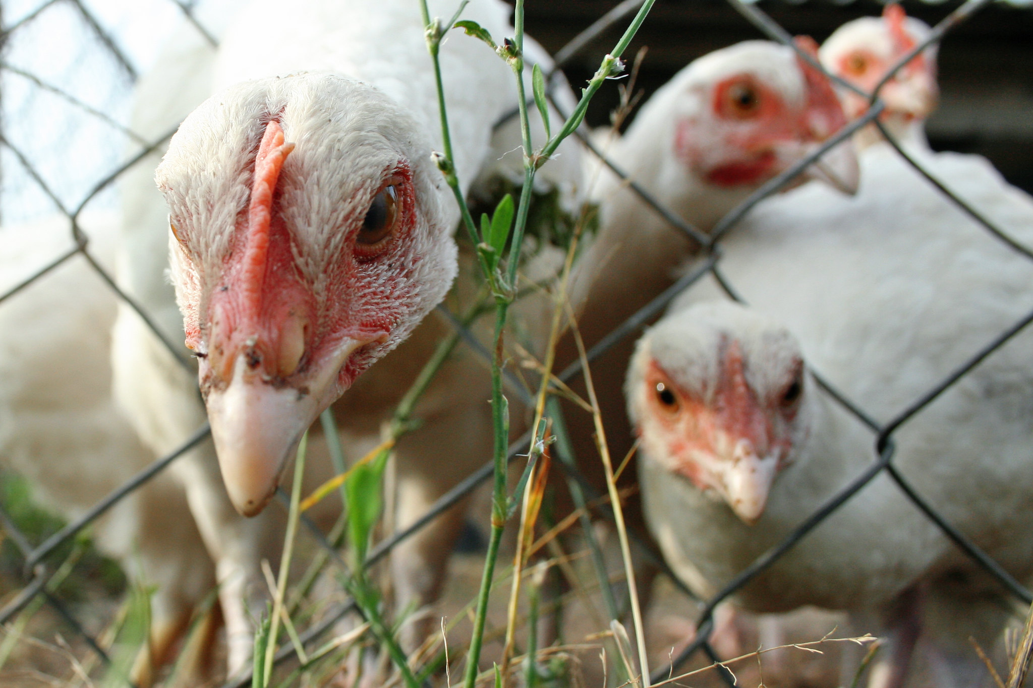 expresiones populares gallina