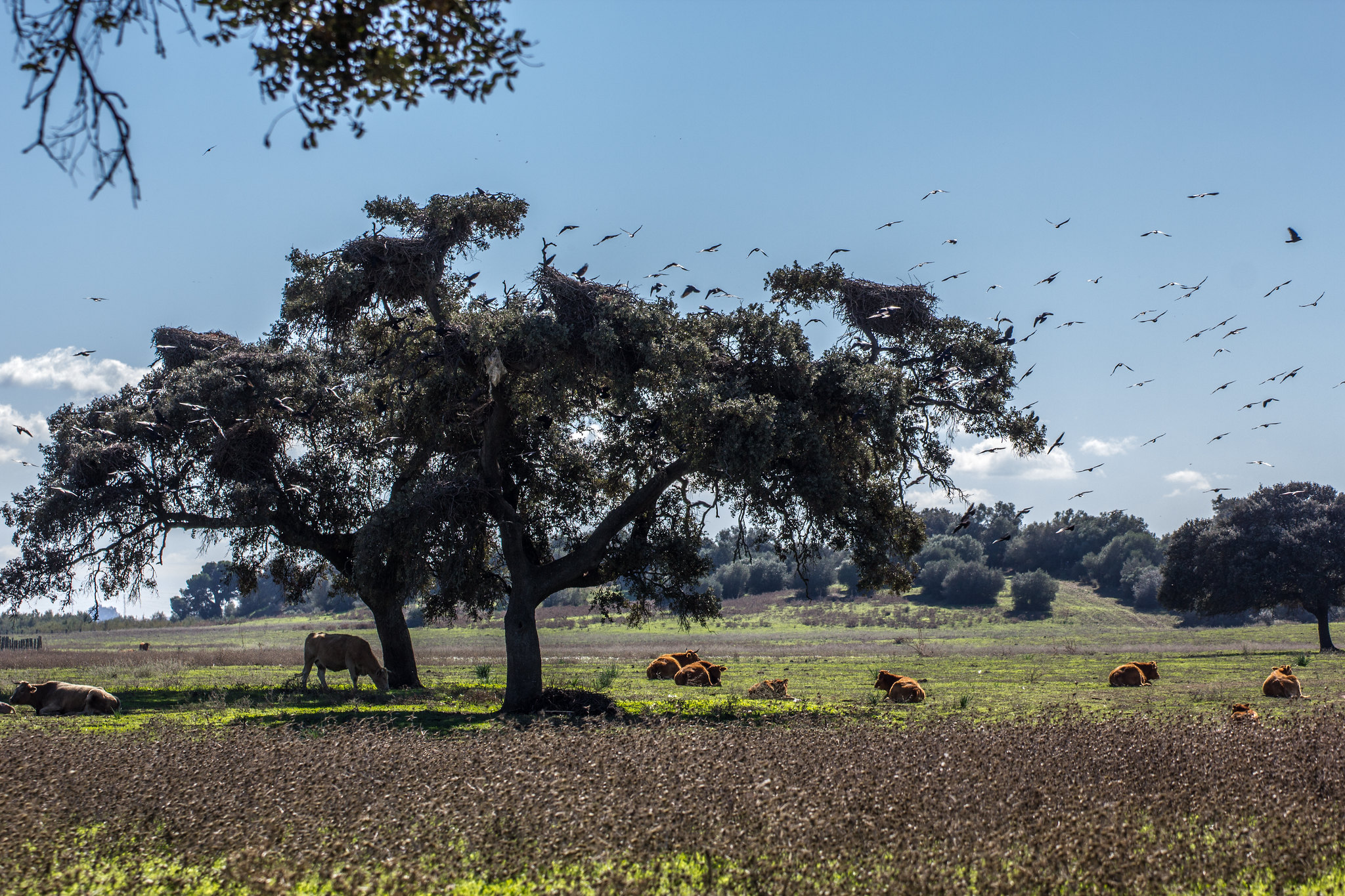 agroforestería