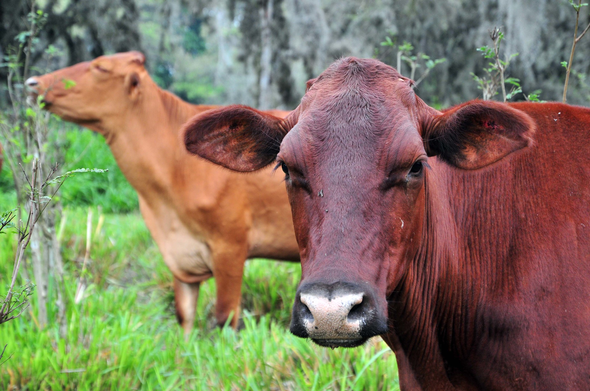 agroforestería