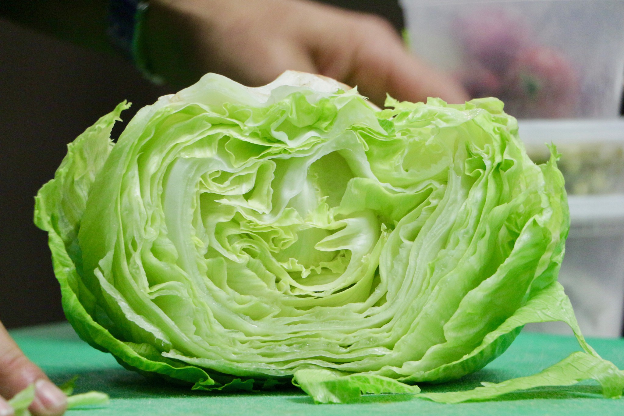 curiosidades lechuga iceberg