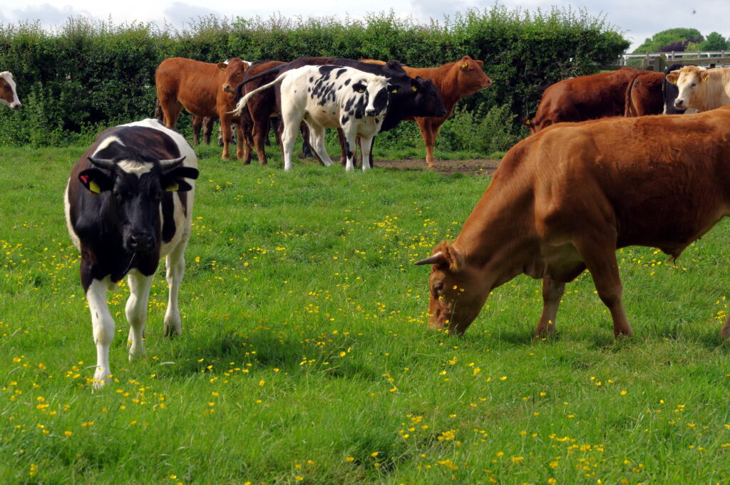 Agricultura de pastoreo