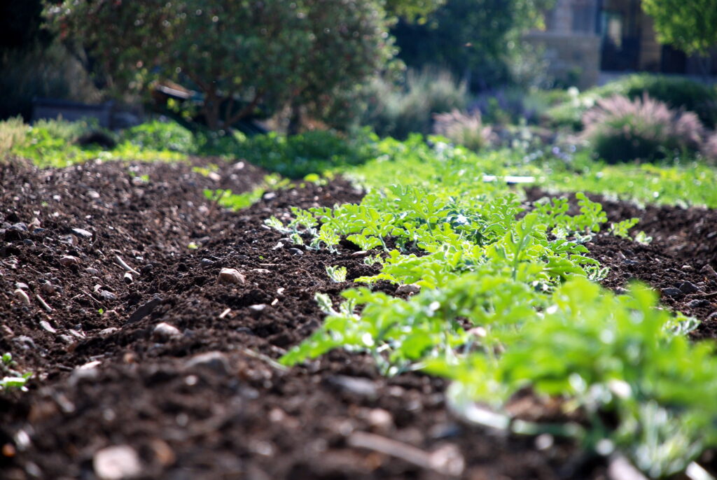 Agricultura regenerativa