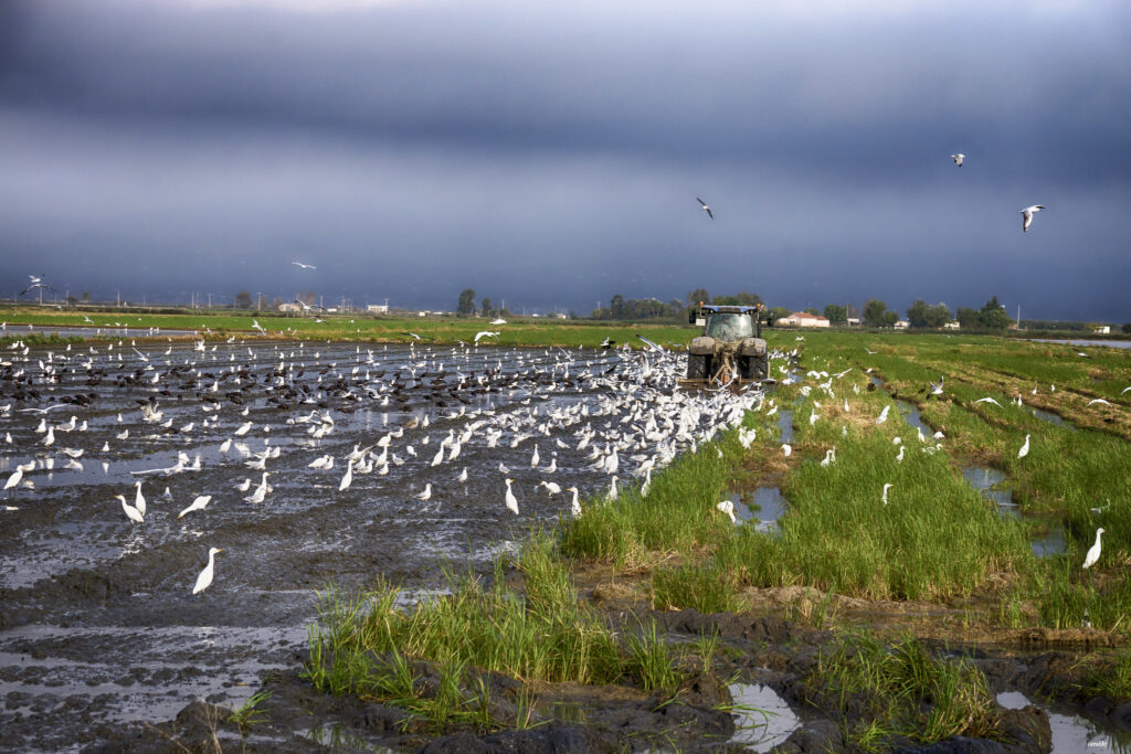 Biotecnología y cambio climático