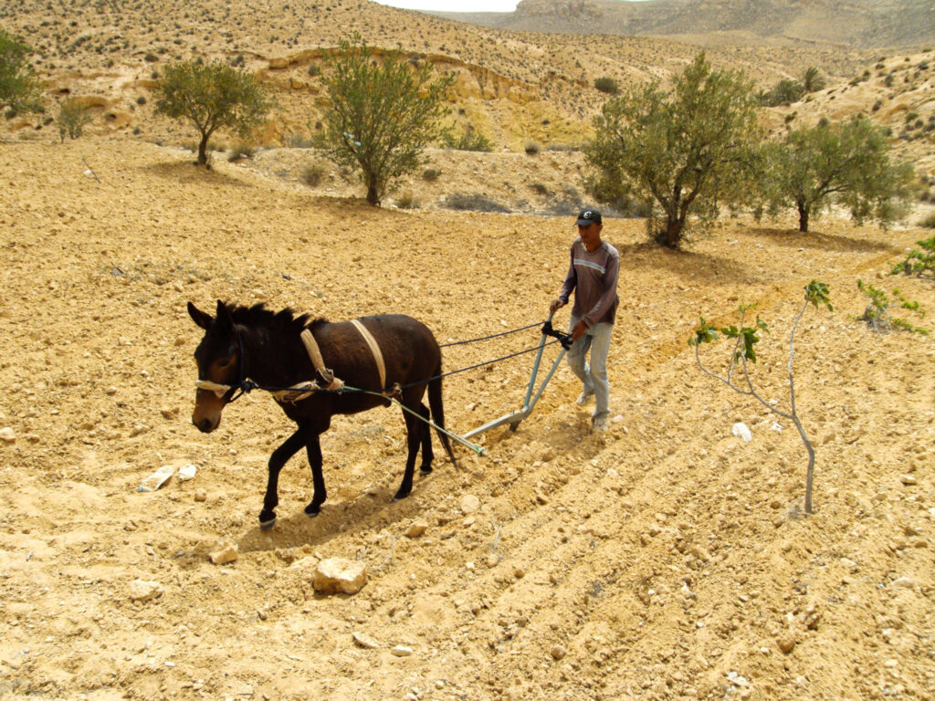 Agricultura orgánica en zonas rurales