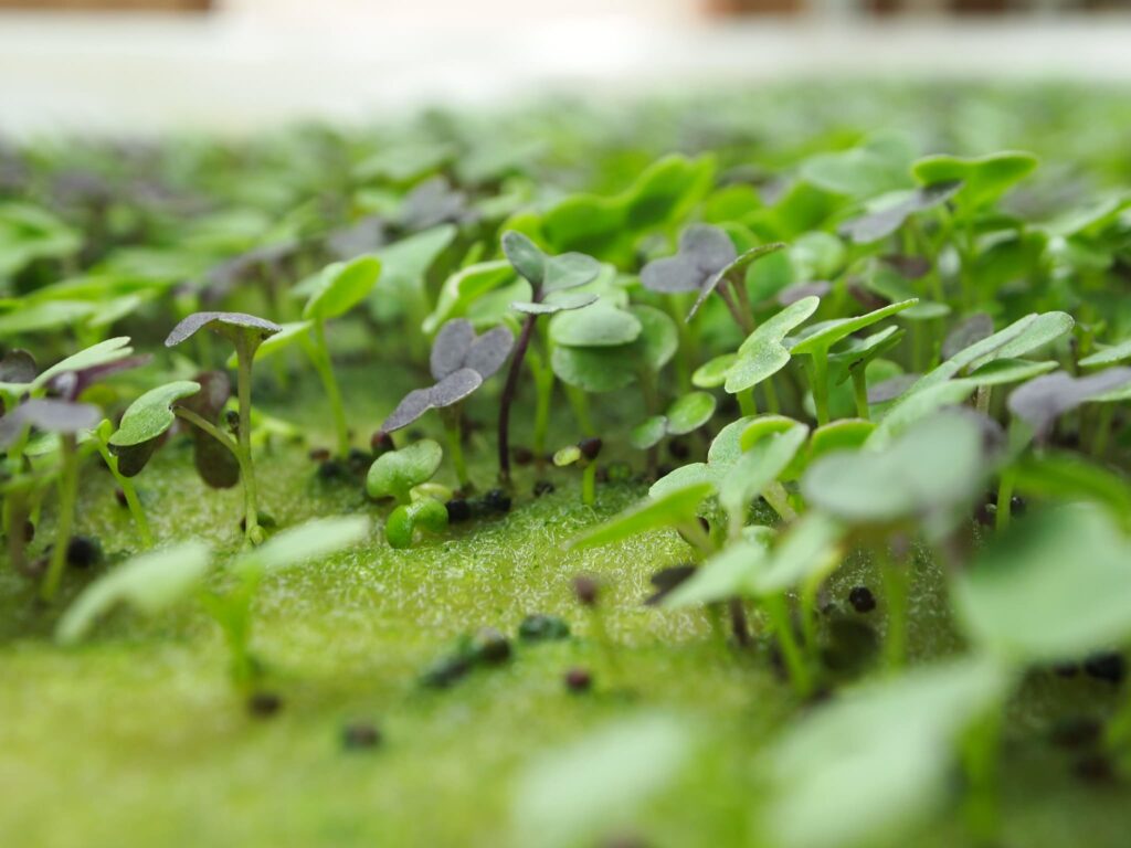 Microgreens