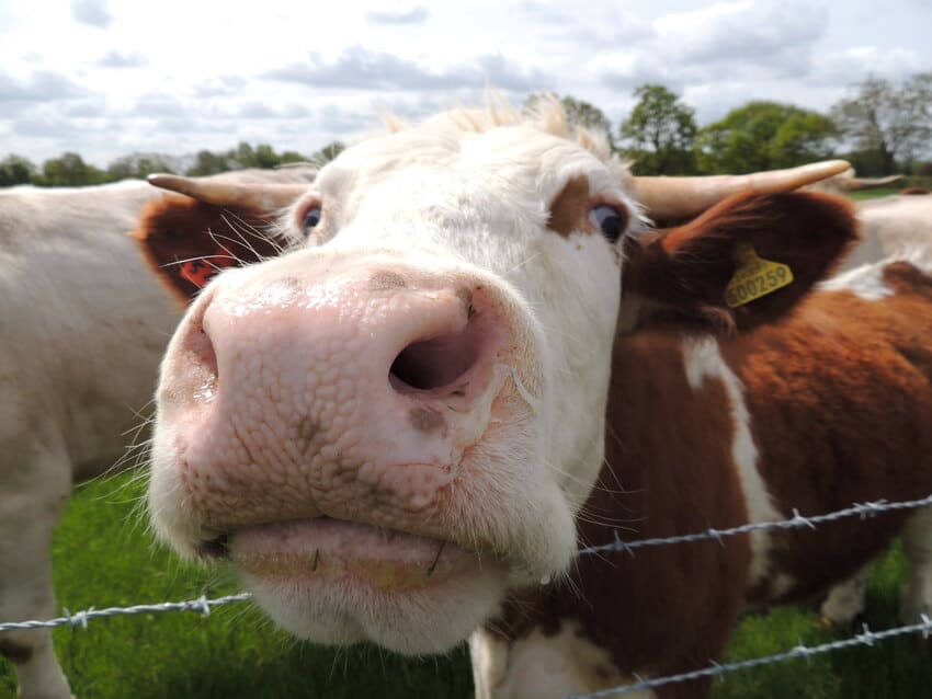 Agua de vaca