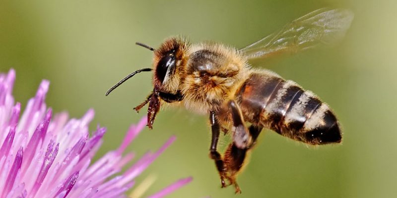 repuestos_fuster_protección_abejas