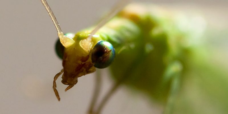 insectos beneficiosos