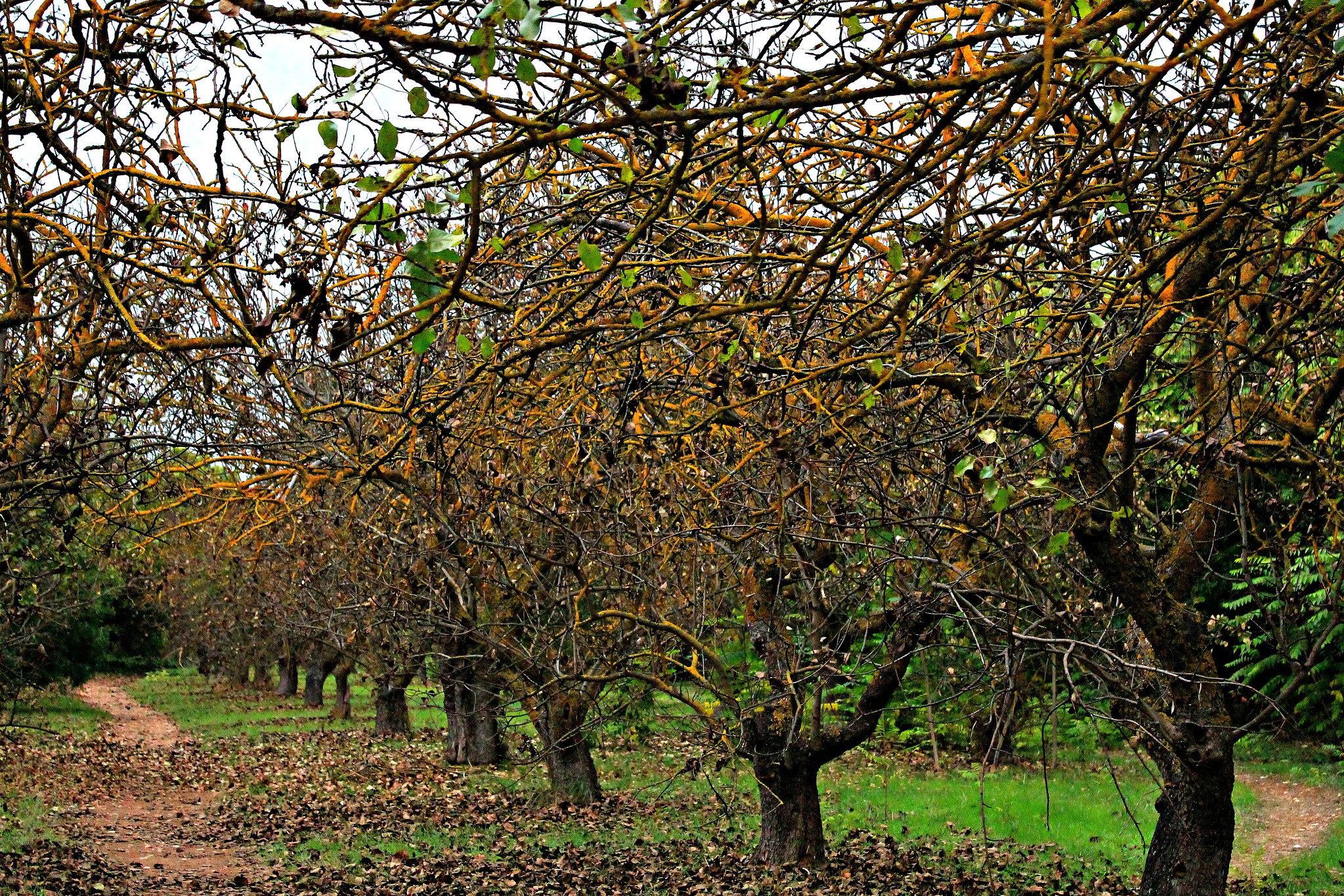 El pistacho en España, un cultivo en alza - BLOG