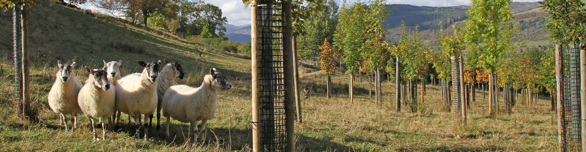 agroforestería