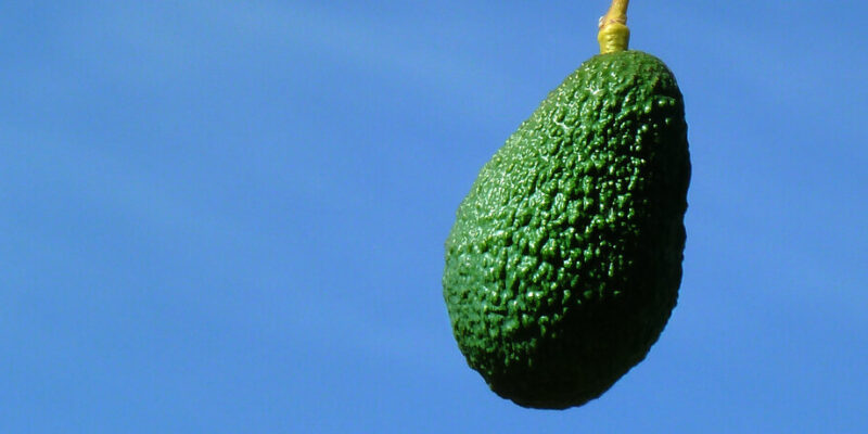 aguacate