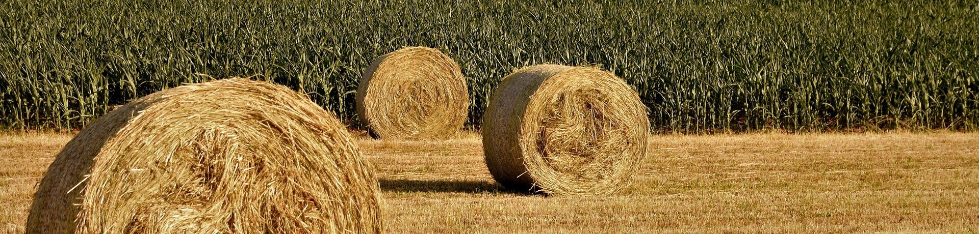 residuos agrícolas