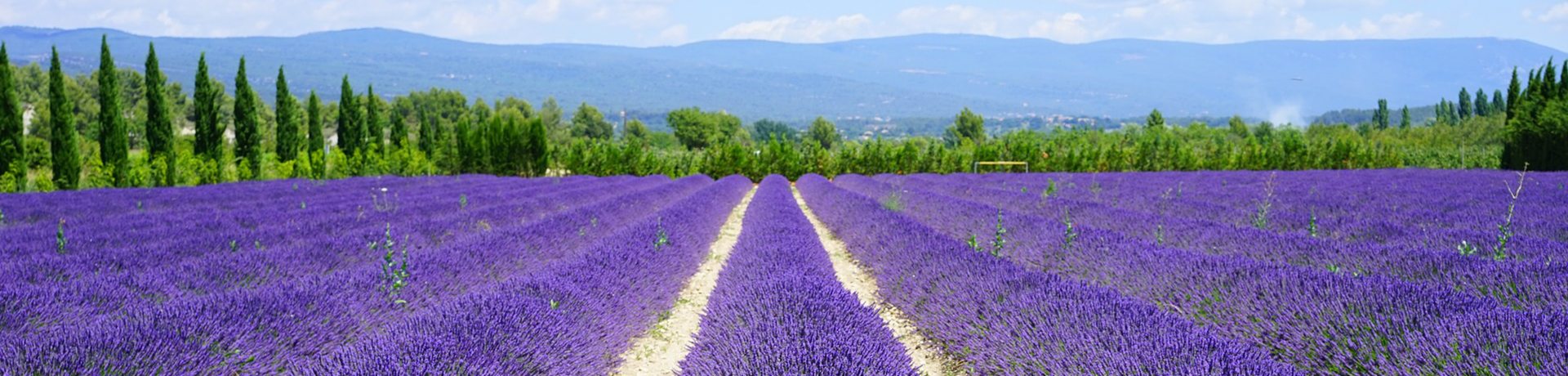 lavanda