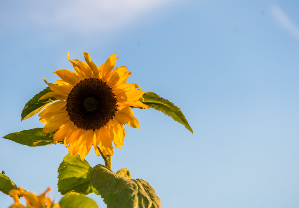 El regreso del cultivo de girasol - BLOG