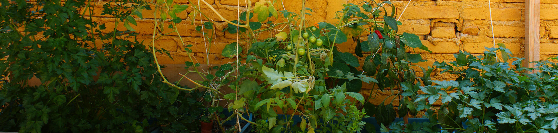 Mesas de cultivo