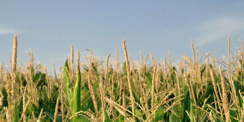 Agricultura regenerativa