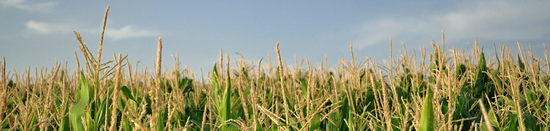 Agricultura regenerativa