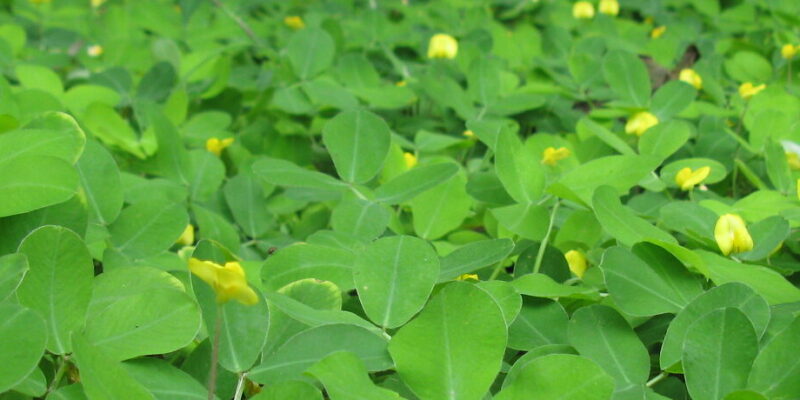 Estrés de las plantas