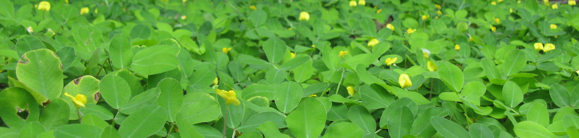 Estrés de las plantas