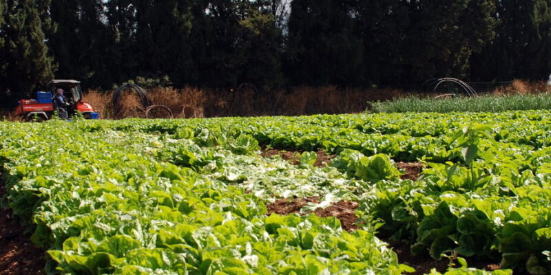 Agricultura regenerativa