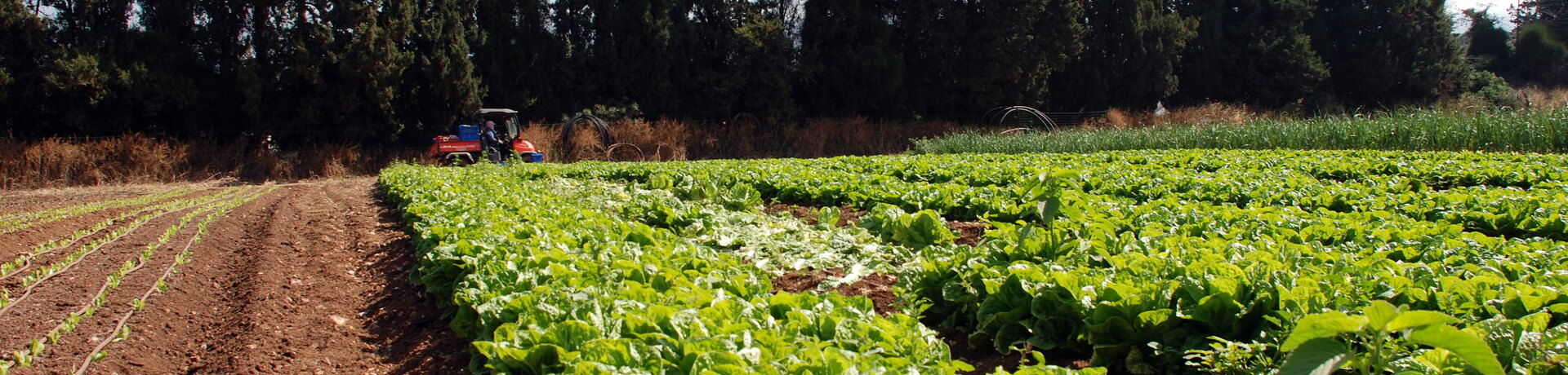 Agricultura regenerativa