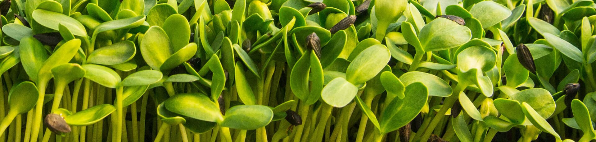 Microgreens