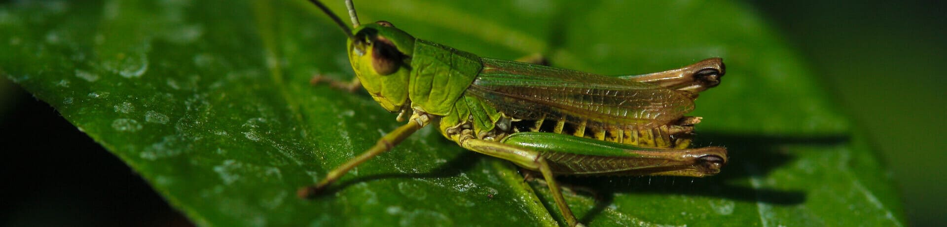 Cría de insectos para alimentar animales