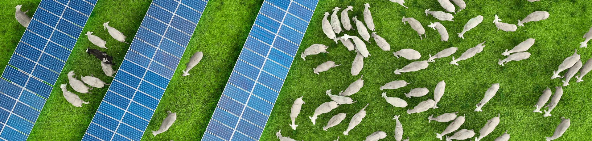 Agrovoltaica. Paneles solares y ovejas