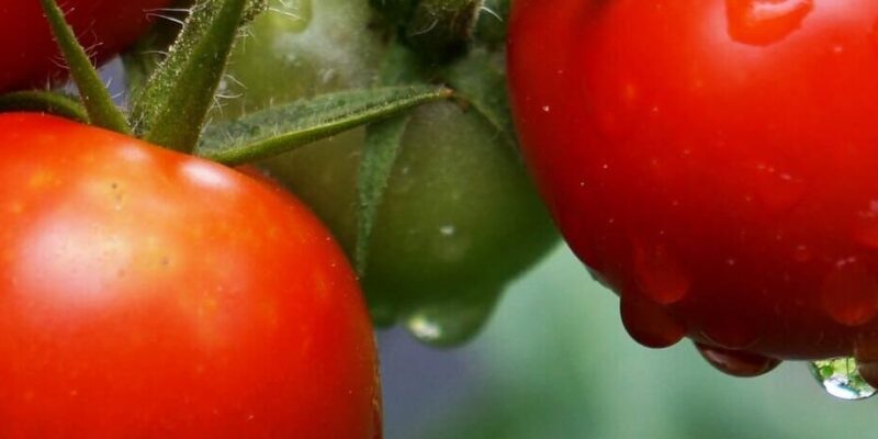 Tomate. Hortaliza de verano