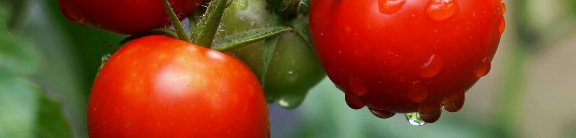 Tomate. Hortaliza de verano