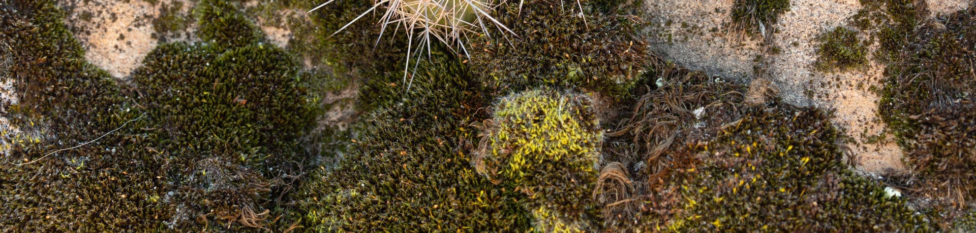 Syntrichia caninervis