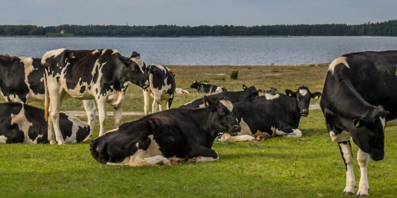 Agua de vaca