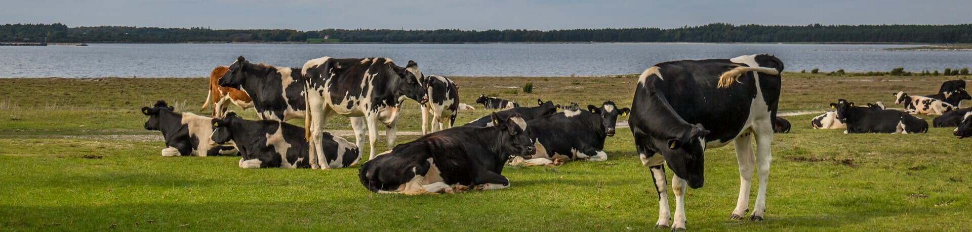 Agua de vaca