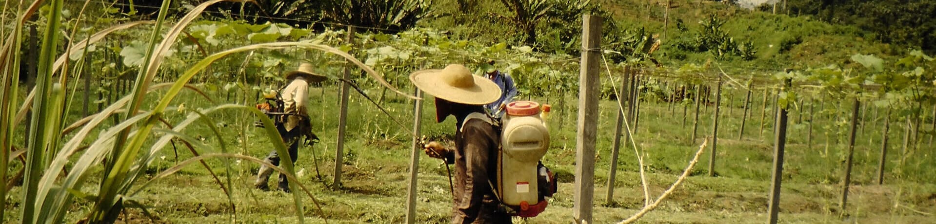 tabla periódica de fungicidas